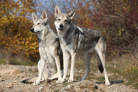 狼犬品種|狼犬まとめ！どんな種類がいるの？性格や特徴は？日。